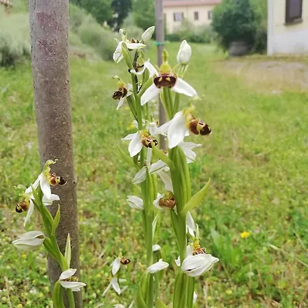 Alloggio per agriturismo Valle Del Poggio